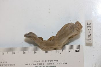 Media type: image;   Invertebrate Zoology HOL-135 Description: Preserved specimen.;